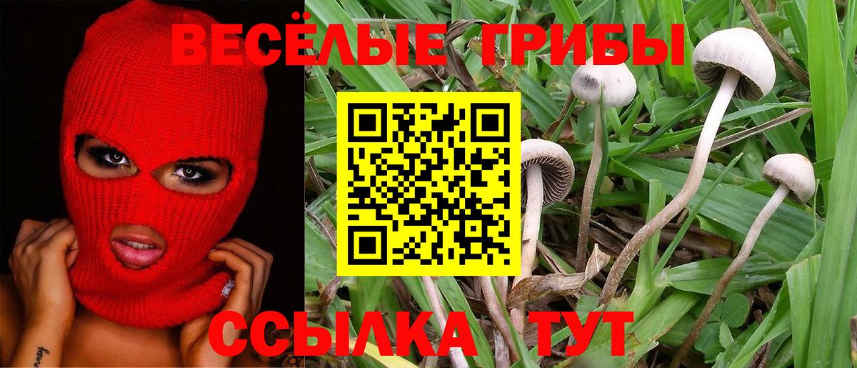 Псилоцибиновые грибы Psilocybe Алушта